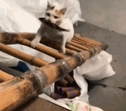 最朴实的爱